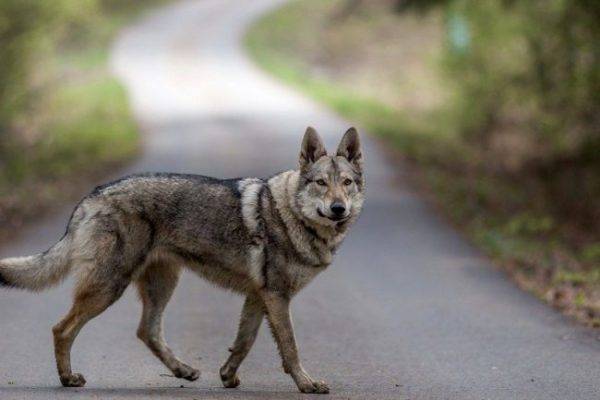Czechoslovakian wolf dog on the road