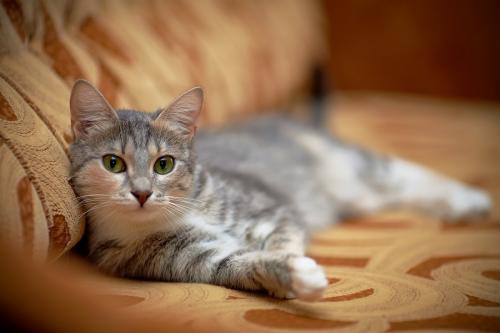 Human food for cats: what to feed pet?