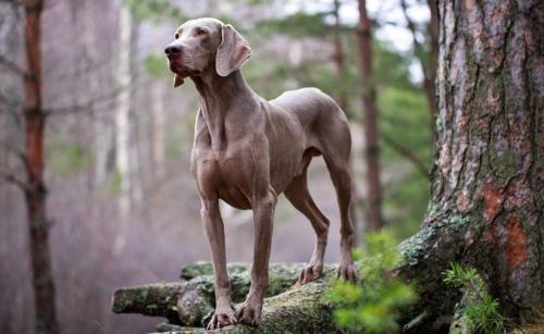 How and how to feed the Weimaraner - tips for feeding