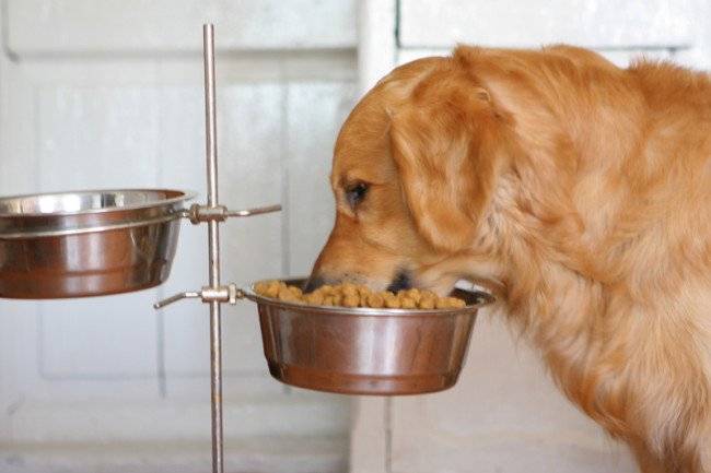 What to feed a pet