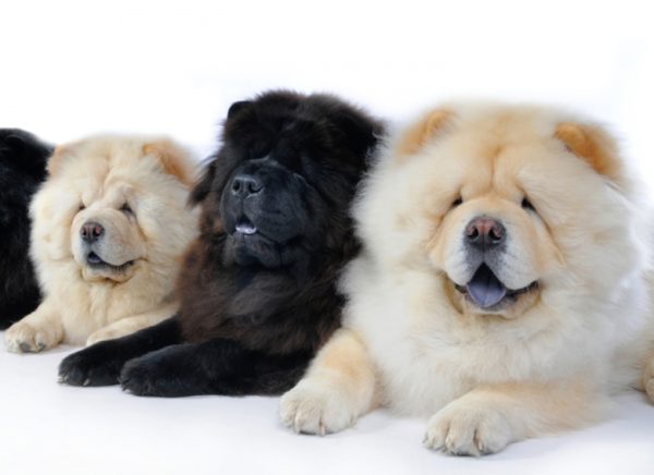 How to feed chow chow read the article