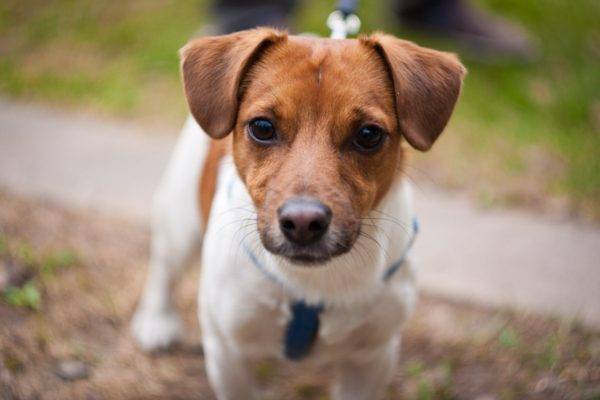 Jack Russell Terrier for a walk