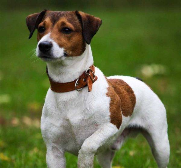 handsome jack russell terrier