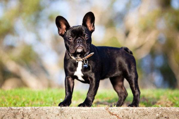 French Bulldog is standing