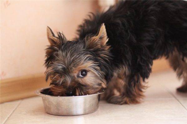 How to feed the Yorkshire Terrier at home