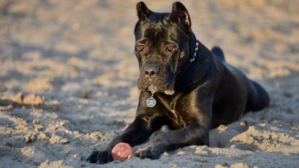 cane corso in the sand