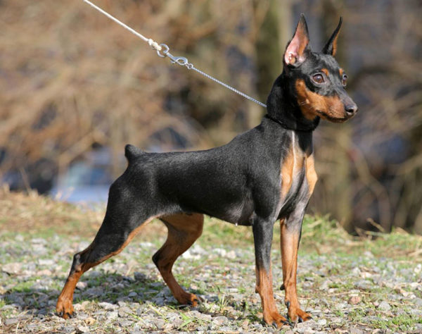 How to feed the dwarf pinscher read the article