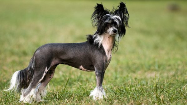 How to feed a Chinese crested dog read the article