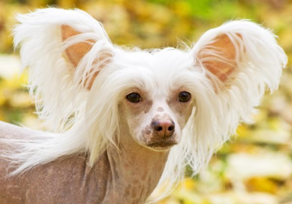 How to feed Chinese crested