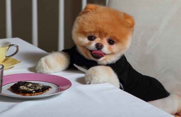 How to feed a Pomeranian Spitz read the article