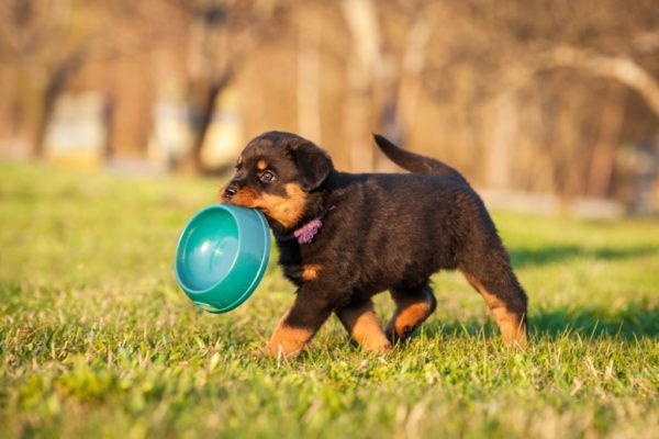 How to feed a Rottweiler puppy