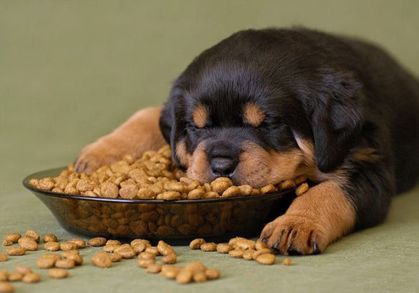 How to feed a Rottweiler puppy read the article