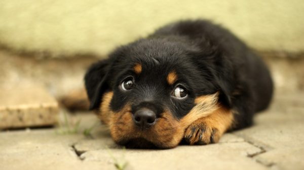How to feed a rottweiler read the article