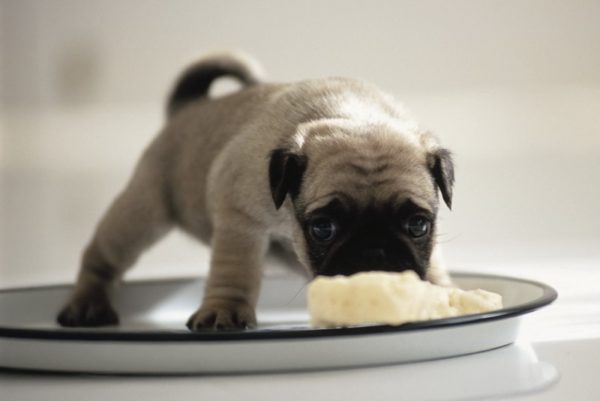 How to feed a puppy with diarrhea correctly read the article