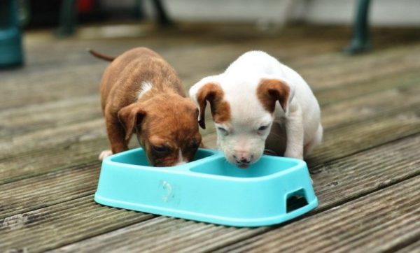 How to feed a puppy with diarrhea