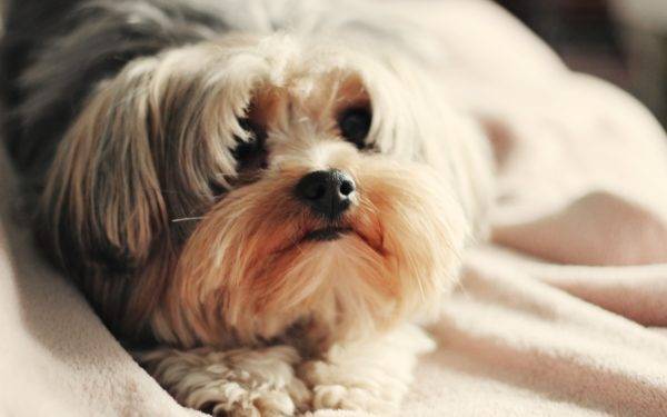 The best dry food for Shih Tzu