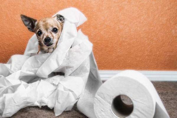 Signs of diarrhea in dogs
