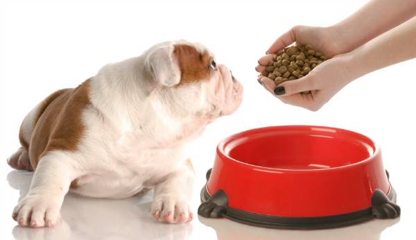 How to feed a dog with diarrhea