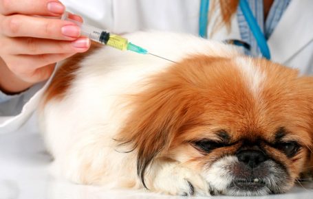 Vaccination of a dog against demodicosis