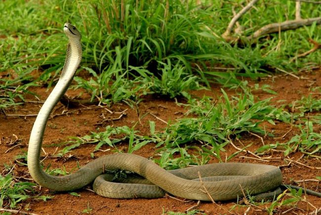 The Black Mamba lives in Africa, a snake that can send several people to the next world with one portion of poison