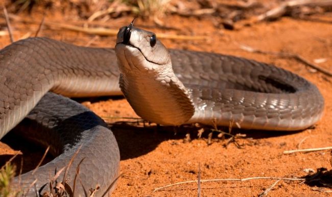 The black mamba is one of the few snakes that can not only attack from shelter, but also pursue its prey in open spaces. The speed of its movement during hunting reaches 20 km / h.