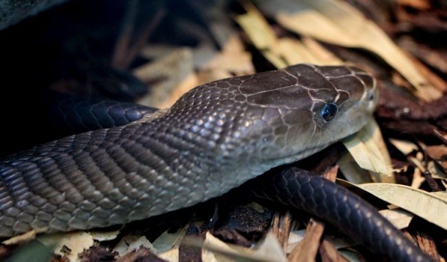 The Black Mamba has earned the fame of a ruthless killer for its ruthlessness and size. This is the largest and most poisonous snake of all its kind.