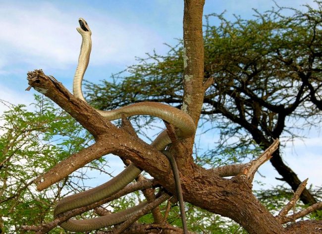 Black Mamba. The average length of the Black Mamba is 2.5 - 3 m