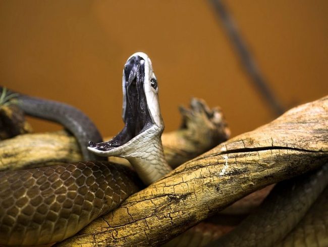 The black mamba. A distinctive feature of this snake is a completely black mouth. When open, its shape is similar to a coffin, which gives an even more sinister appearance to this creature.
