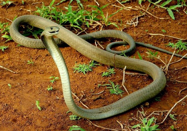The legendary Black Mamba can even chase a runaway man. At the time of the throw, she gets on her tail and stabs her in the head.