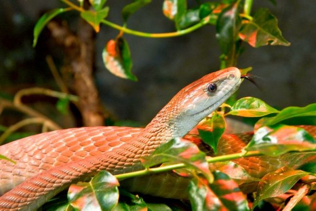 Black mamba is poisonous from birth