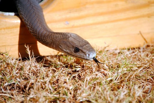 Since the poison of Black Mamba is used to prepare various medications, this dangerous reptile is specially bred. It is kept in nurseries, which have taken all safety measures to protect personnel. Sometimes it can also be found in zoos in the world in special terrariums