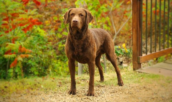 Chesapeake Bay Retriever Read the Article