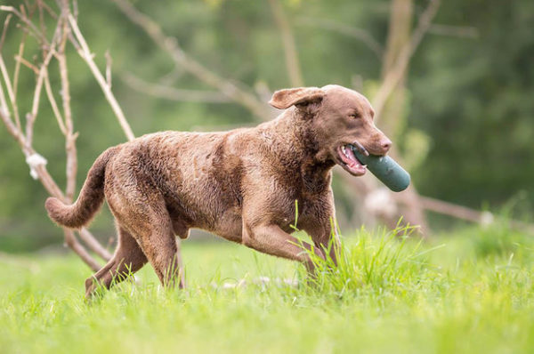 Chesapeake Bay Retriever is Running