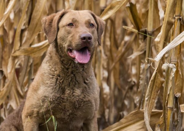 Chesapeake Bay Retriever is watching