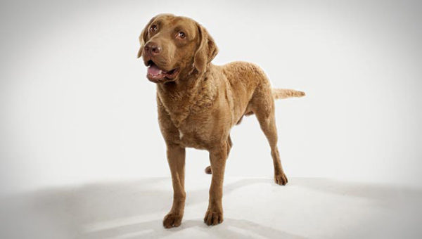 Chesapeake Bay Retriever on a white background