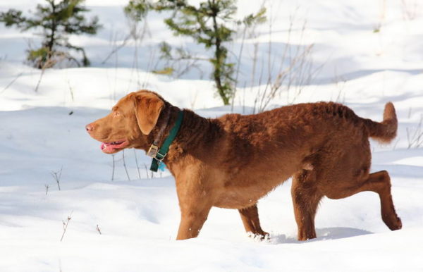 Chesapeake Bay Retriever in Winter