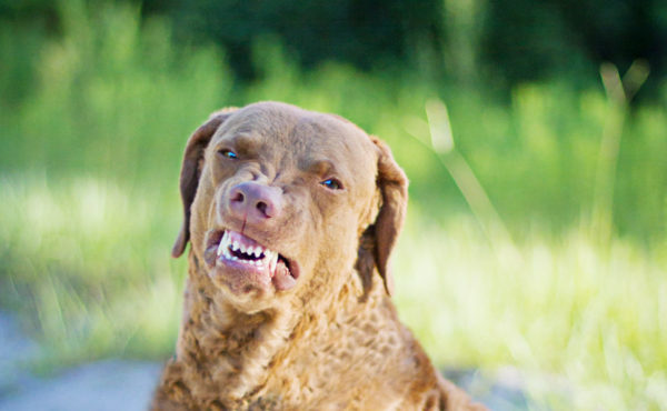 Chesapeake Bay Retriever Angry