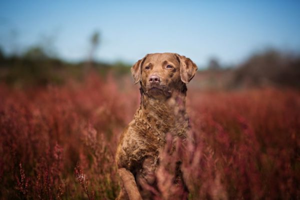 Chesapeake Bay Retriever beautiful photo