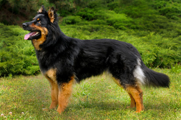 Czech shepherd dog