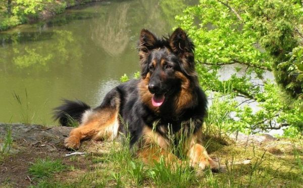 Czech shepherd dog near the lake