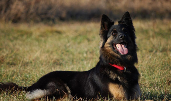 Czech shepherd dog lies