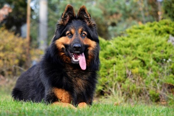 Czech shepherd dog with his tongue hanging out