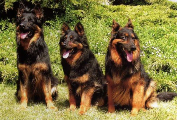 Czech shepherd dogs