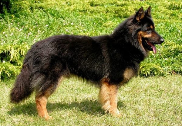 Czech shepherd dog for a walk