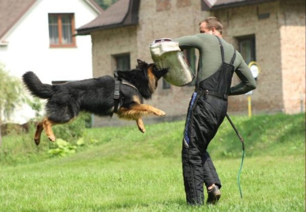 Czech shepherd dog jumping