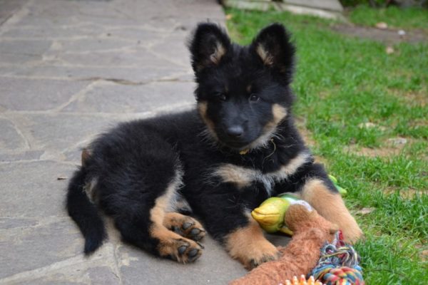 Puppy of a Czech shepherd dog