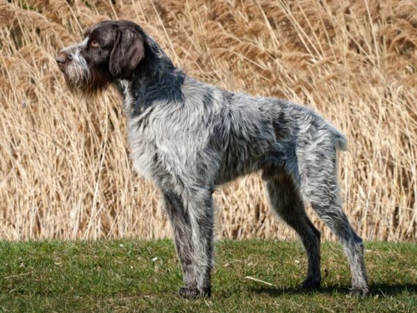 Czech Foosek breed description