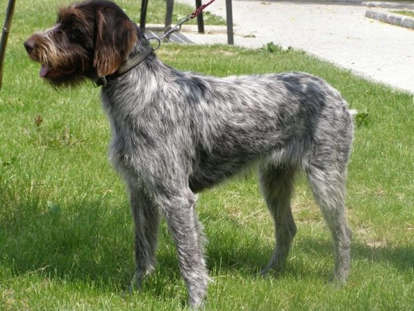 Czech Foosek is a beautiful breed