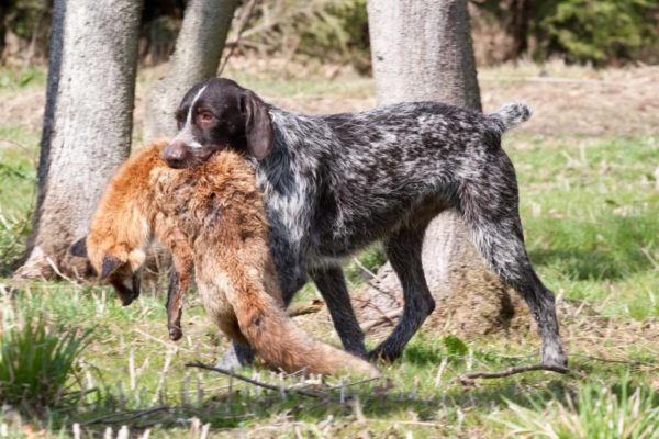 Czech Foosek with prey