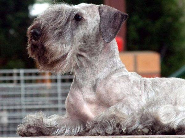 Czech Terrier read the article